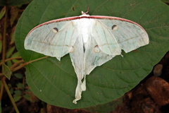 Actias selene