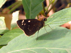 Pelopidas assamensis