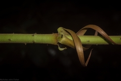 Ripogonum discolor
