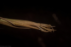 Ripogonum discolor