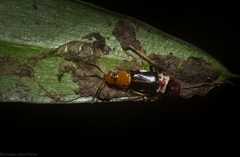 Carphurus fasciculatus