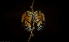 Amegilla cingulata