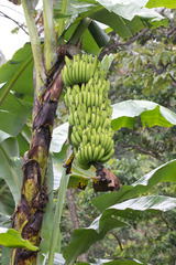 Image of Musa acuminata