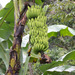 Musa acuminata - Photo (c) Greg Lasley,  זכויות יוצרים חלקיות (CC BY-NC), הועלה על ידי Greg Lasley