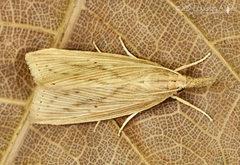 Diatraea saccharalis