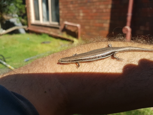 Acritoscincus duperreyi
