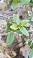 Rhamnus pirifolia