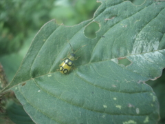 Diabrotica biannularis