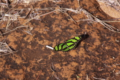 Philaethria wernickei