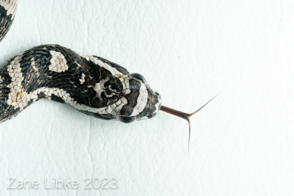 Amazon False Fer-De-Lance