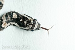 Amazon False Fer-De-Lance photo 1