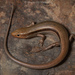 Liu's Toothy Skink - Photo (c) Maoliang, some rights reserved (CC BY-NC), uploaded by Maoliang