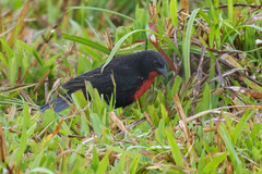 Leistes militaris