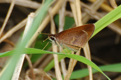 Synapte pecta