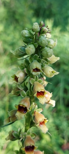 Image of Rusty Foxglove (Digitalis ferruginea) by (c) Алена Ручка, some rights reserved (CC BY)