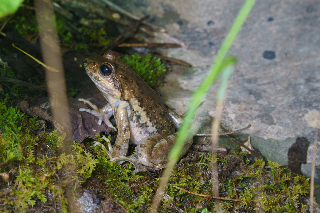 Nanorana quadranus in June 2023 by Maoliang · iNaturalist