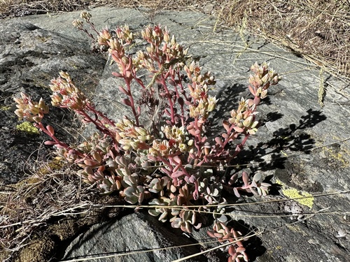 Canyon Creek stonecrop (Sedum paradisum)