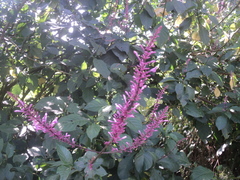 Odontonema callistachyum