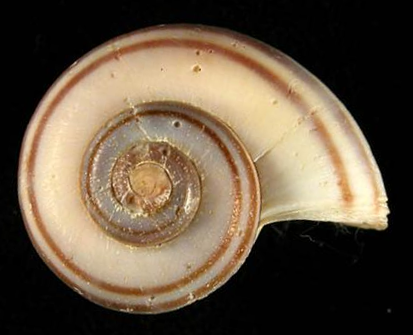 Pomacea cumingii