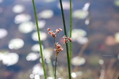 Juncus militaris