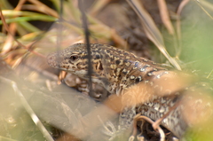 Callopistes maculatus