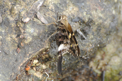 Codatractus alcaeus alcaeus