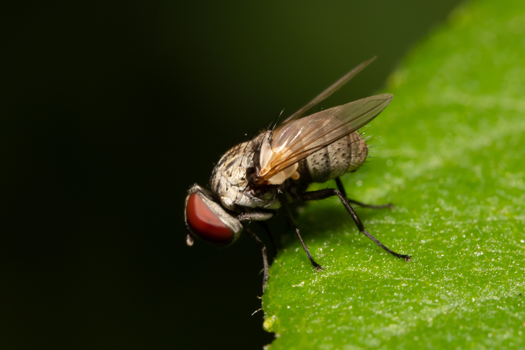 Strongygaster globula from Ярцевский р-н, Смоленская обл., Россия on ...