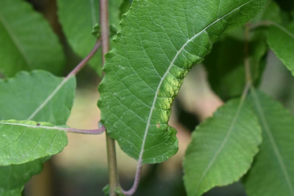 White-spotted Leaf-galler