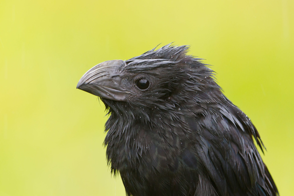 Groove-Billed Ani