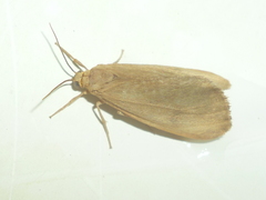 Virbia opella
