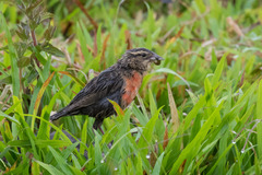 Leistes militaris