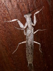 Tarachodes sanctus