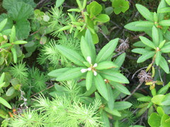 Larix laricina image