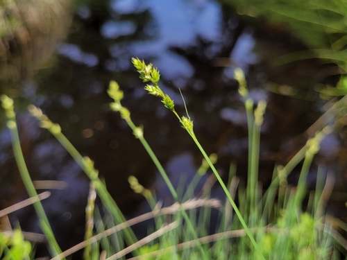 Carex brunnescens