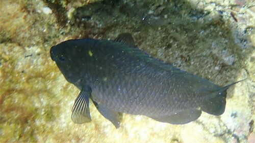 Arabian damsel (Pomacentrus arabicus) — Pomacentridae