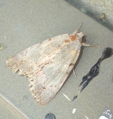 Catocala grynea