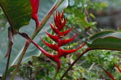 Heliconia lankesteri image