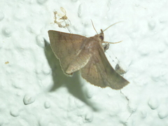 Antiblemma concinnula