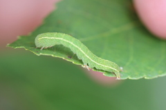 Panopoda