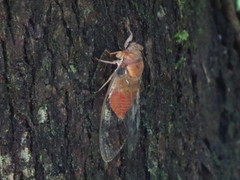 Chremistica ochracea