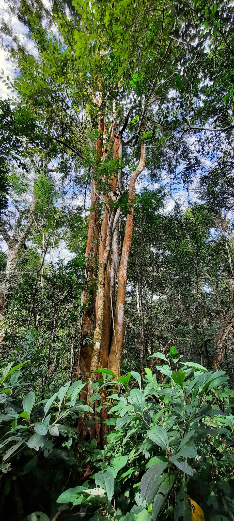 Imagem de Uvaia