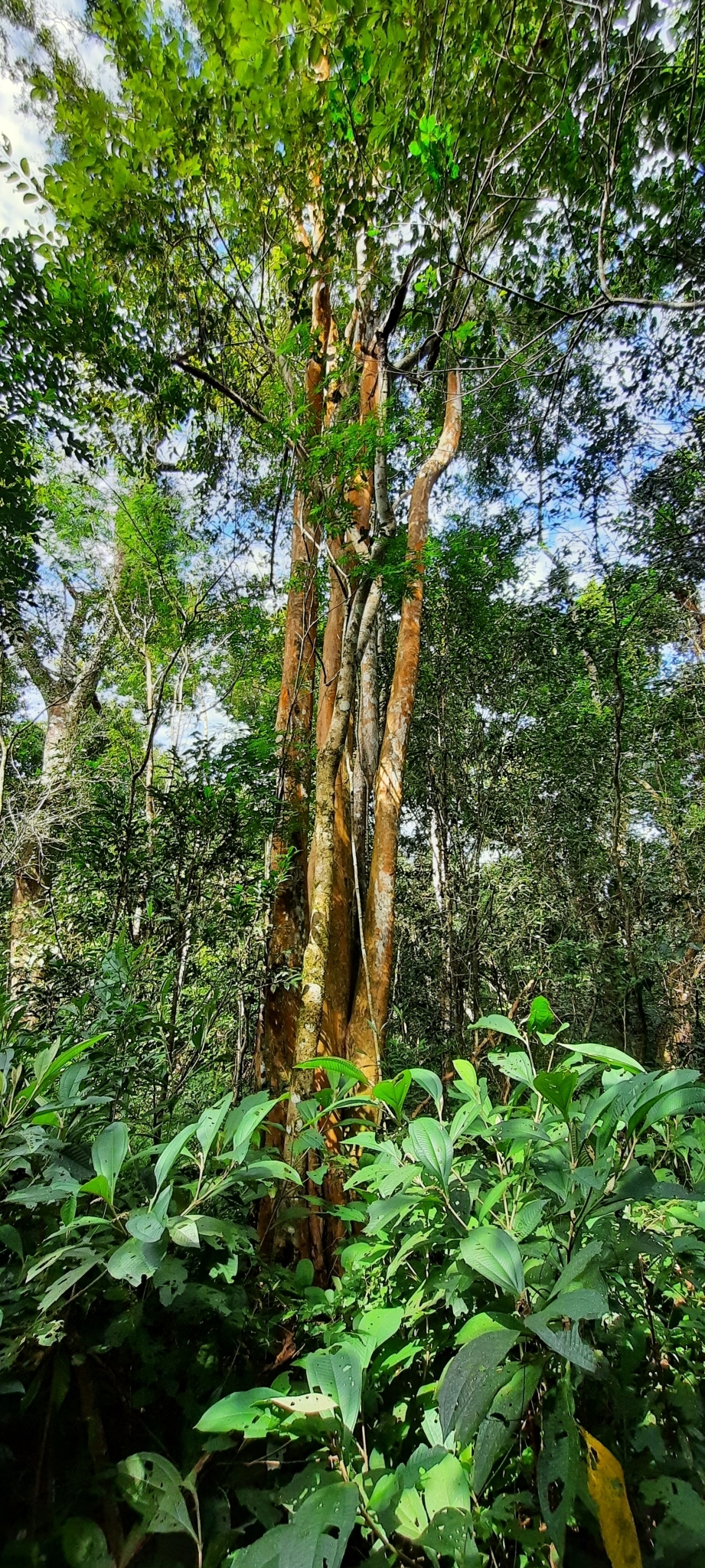 Imagem de Uvaia