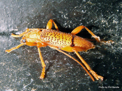Xuthodes punctipennis