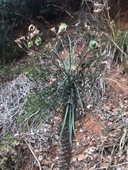 Euphorbia clava