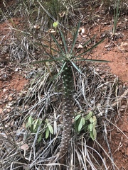 Euphorbia clava