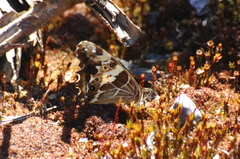 Oxeoschistus cothonides