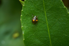 Cermatulus nasalis hudsoni