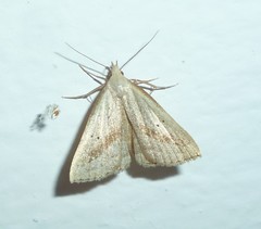 Macrochilo hypocritalis