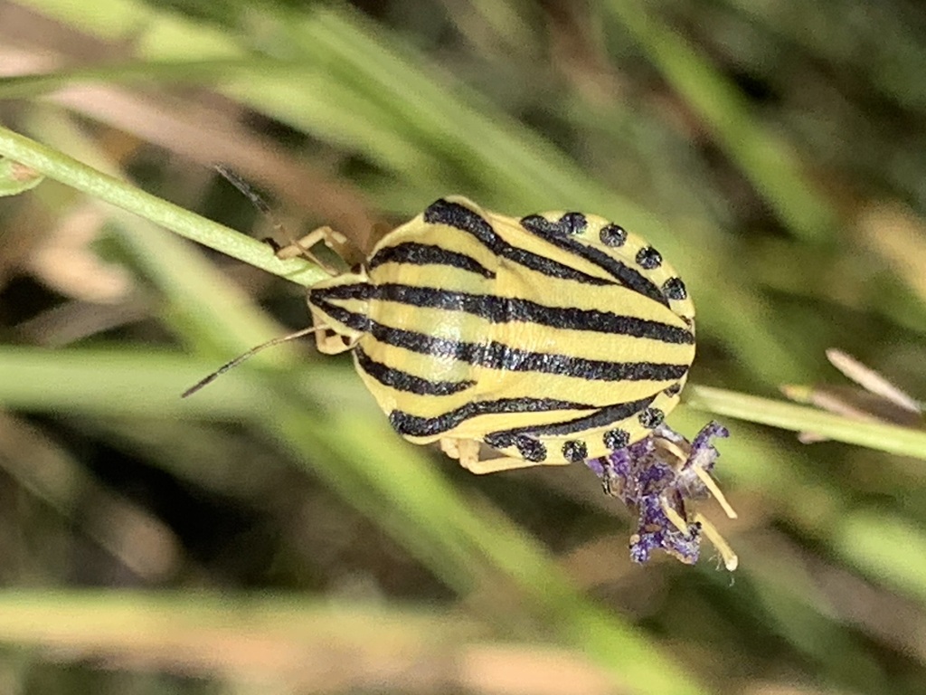 Graphosoma melanoxanthum