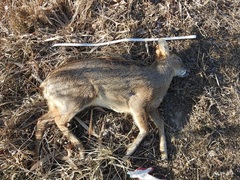 Hydropotes inermis argyropus